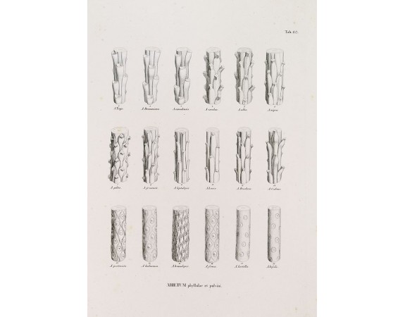 VON SIEBOLD, P.F. -  ABIETUM phyllulae et pulvini.s. Tab. 137.